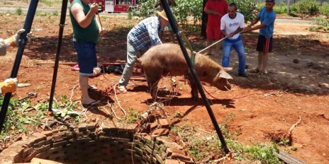 Corpo de Bombeiros resgata suíno que caiu em fossa! Buraco estava sem tampa, o que gera perigo