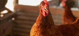 Em Goiás, Agrodefesa investiga mais dois casos suspeitos de gripe aviária no estado