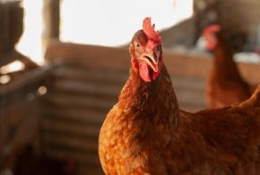 Em Goiás, Agrodefesa investiga mais dois casos suspeitos de gripe aviária no estado
