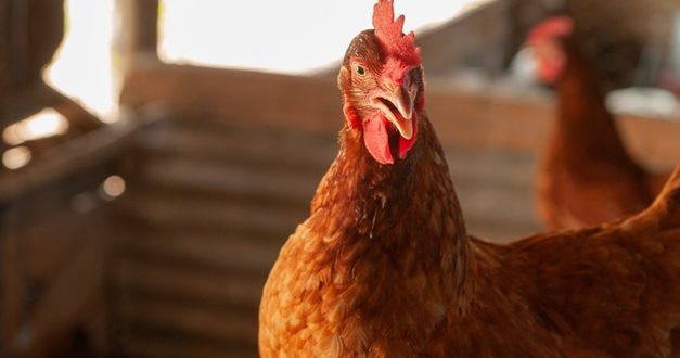 Em Goiás, Agrodefesa investiga mais dois casos suspeitos de gripe aviária no estado