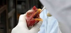 Gripe Aviária: Foco em ave silvestre em São Paulo é confirmado; total sobe para 177