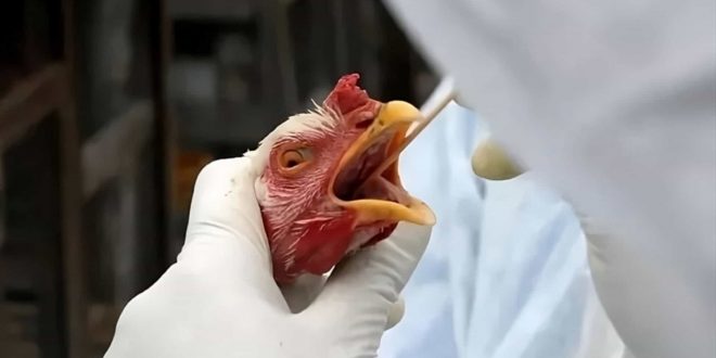 Gripe Aviária: Foco em ave silvestre em São Paulo é confirmado; total sobe para 177
