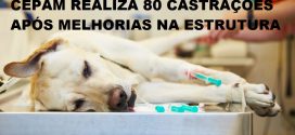 Centro de Proteção Animal – CEPAM de Morrinhos já realizou cerca de 80 castrações após adequações em sua sede