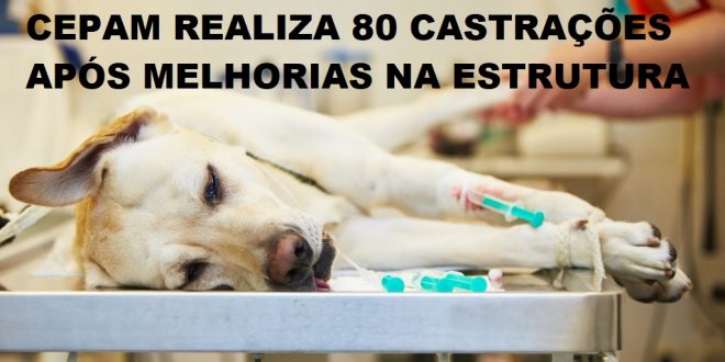 Centro de Proteção Animal – CEPAM de Morrinhos já realizou cerca de 80 castrações após adequações em sua sede
