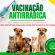 Vacinação antirrábica para animais que ainda não foram imunizados em 2025 acontece neste sábado em Morrinhos