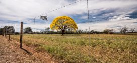 Sustentabilidade na prática: o que protege a natureza e fortalece a produção? Soluções de cercamento auxiliam a preservação da fauna e da flora, promovem a recuperação de áreas degradadas e agregam valor às propriedades rurais