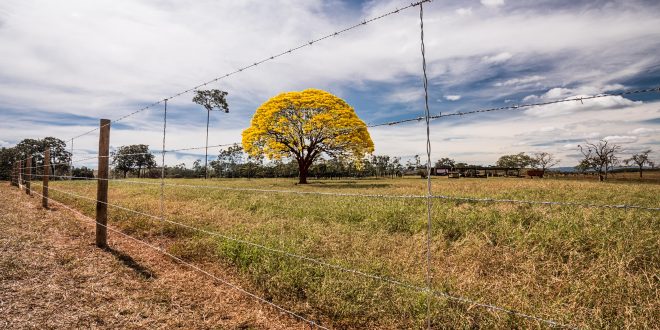 Sustentabilidade na prática: o que protege a natureza e fortalece a produção? Soluções de cercamento auxiliam a preservação da fauna e da flora, promovem a recuperação de áreas degradadas e agregam valor às propriedades rurais